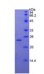 Figure 2. SDS-PAGE