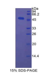 Figure 1. SDS-PAGE
