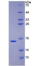 Figure 2. SDS-PAGE