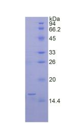 Figure 2. SDS-PAGE