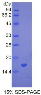 Figure 1. SDS-PAGE
