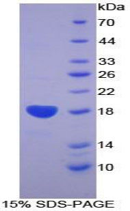 Figure 1. SDS-PAGE