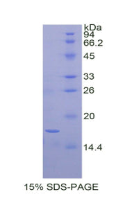 Figure 1. SDS-PAGE