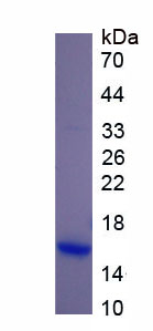 Figure 1. SDS-PAGE