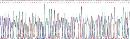 Recombinant Human Brain Derived Neurotrophic Factor (BDNF)