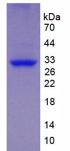 Figure 2. SDS-PAGE