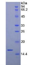Figure 2. SDS-PAGE