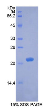 Figure 1. SDS-PAGE