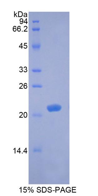 Figure 1. SDS-PAGE