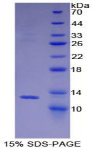 Figure 1. SDS-PAGE
