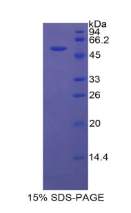 Figure 1. SDS-PAGE
