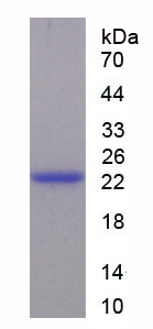 Figure 1. SDS-PAGE