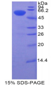 Figure 1. SDS-PAGE