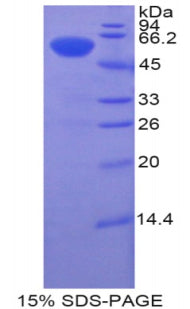 Figure 1. SDS-PAGE