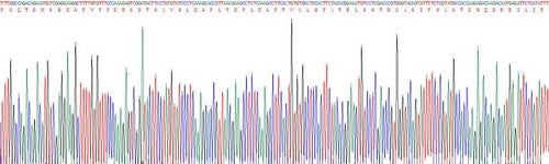 Recombinant Human C Reactive Protein (CRP)