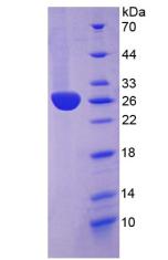 Figure 2. SDS-PAGE