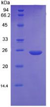 Figure 2. SDS-PAGE