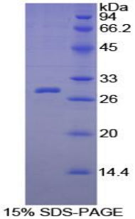 Figure 1. SDS-PAGE