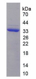 Figure 3. SDS-PAGE