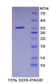 Figure 1. SDS-PAGE