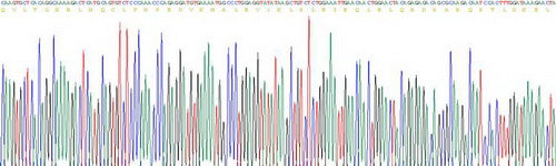 Recombinant Human C4 Binding Protein Alpha (C4BPa)