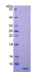 Figure 3. SDS-PAGE