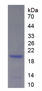 Figure 1. SDS-PAGE