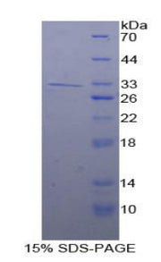 Figure 1. SDS-PAGE