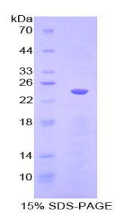 Figure 1. SDS-PAGE