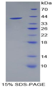 Figure 1. SDS-PAGE