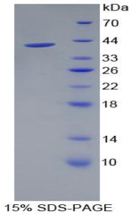 Figure 1. SDS-PAGE