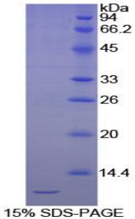 Figure 1. SDS-PAGE