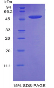 Figure 1. SDS-PAGE