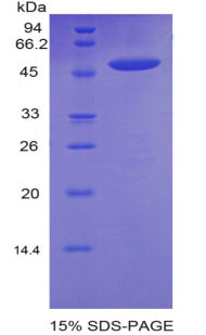 Figure 1. SDS-PAGE