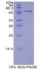 Figure 1. SDS-PAGE