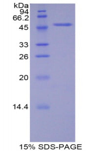 Figure 1. SDS-PAGE