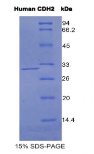 Figure 1. SDS-PAGE