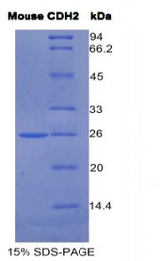 Figure 1. SDS-PAGE