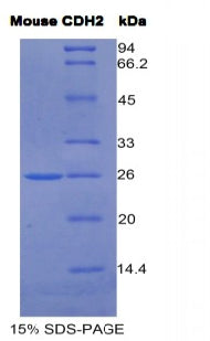 Figure 1. SDS-PAGE