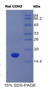 Figure 1. SDS-PAGE