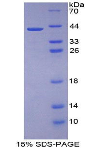 Figure 1. SDS-PAGE