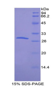 Figure 1. SDS-PAGE