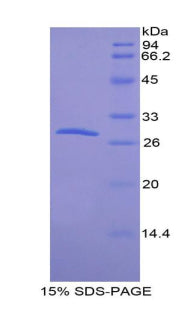 Figure 1. SDS-PAGE