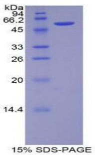 Figure 1. SDS-PAGE
