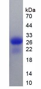 Figure 2. SDS-PAGE