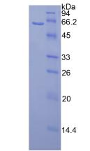 Figure 2. SDS-PAGE