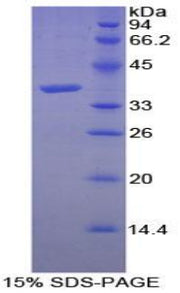 Figure 1. SDS-PAGE