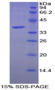 Figure 1. SDS-PAGE