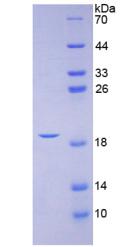 Figure 2. SDS-PAGE
