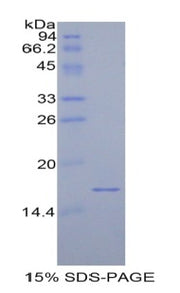Figure 1. SDS-PAGE